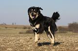 DOGUE DU TIBET 218